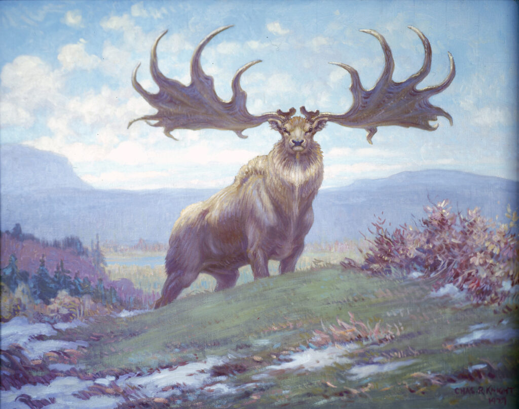 Extinct Irish Deer Megaloceros giganteus.